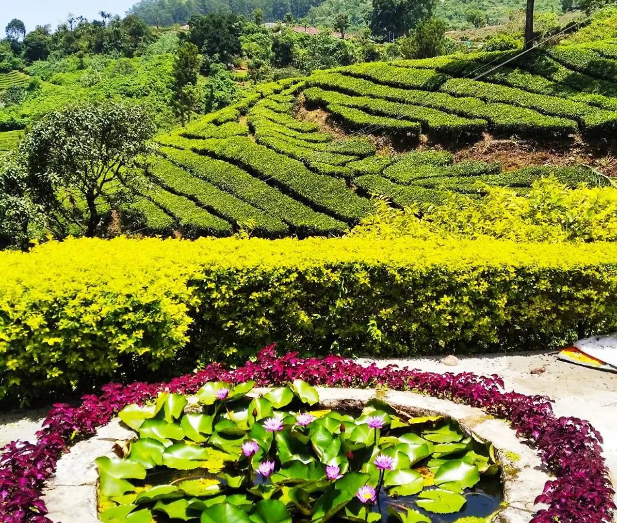Blackcherry Munnar 0*,